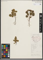Foto von Salix herbacea L.
